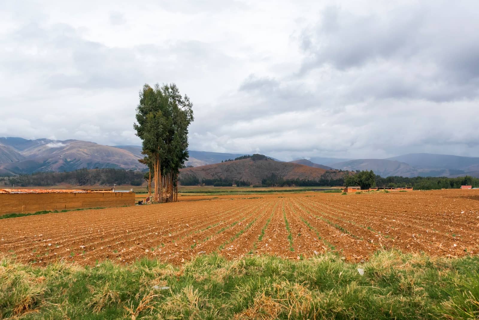 Campos de cultivo en la sierra andina